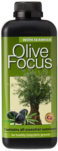 Olive focus liquid - focus,