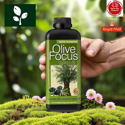 Olive focus concentrated - olive,