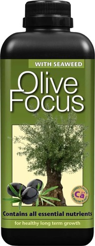 Olive focus plant - plant, 1