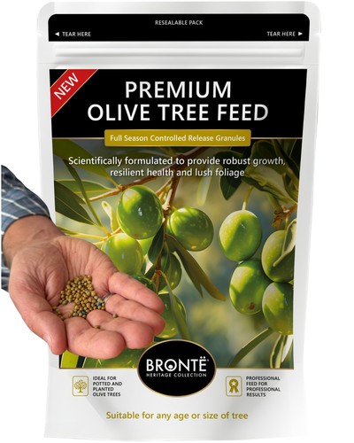 Bronte heritage olive tree - bronte,